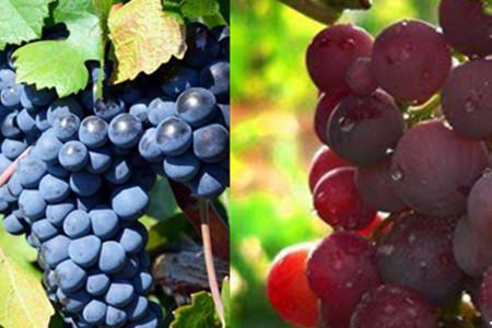 葡萄是热性还是凉性水果，全面了解它的营养和功效